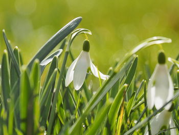 Close-up of white flowering plant on field