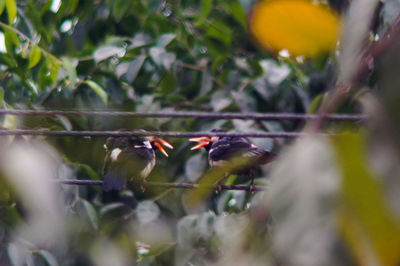 Close-up of bird perching on leaf