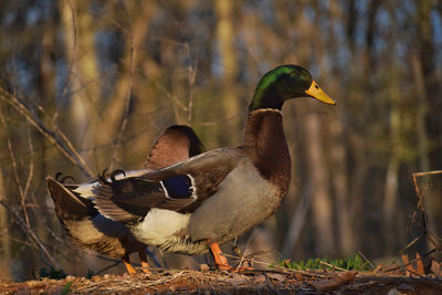 Rouen duck on field