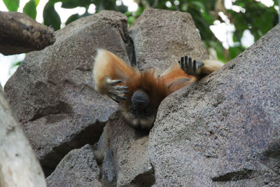 Low angle view of monkey on rock