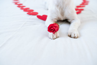 Cute jack russell dog at home with red rose on paw, red hearts on bed. romance, valentines concept