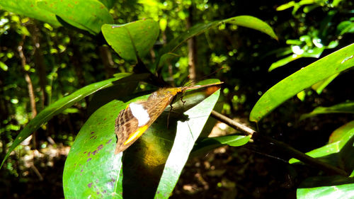 Close-up of butterfly on plant