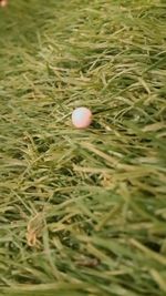 High angle view of grass