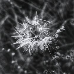 Close-up of dandelion