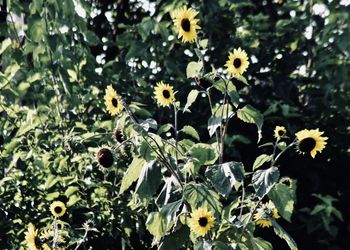 Close-up of yellow flowers blooming outdoors