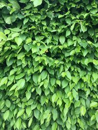Full frame shot of green leaves