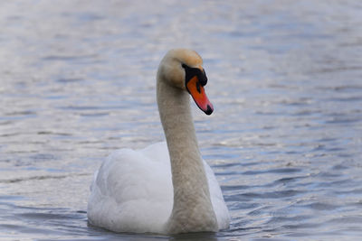 Swan on the river