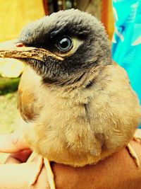 Close-up of a bird