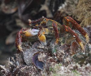 Close-up of crab in sea