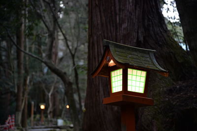 Low angle view of illuminated lantern on tree