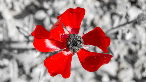 Close-up of red flowers