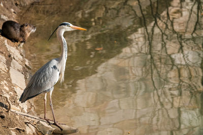 High angle view of gray heron perching on a water