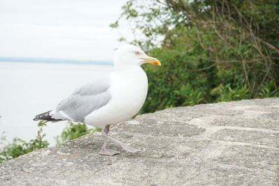 Seagull perching on rock