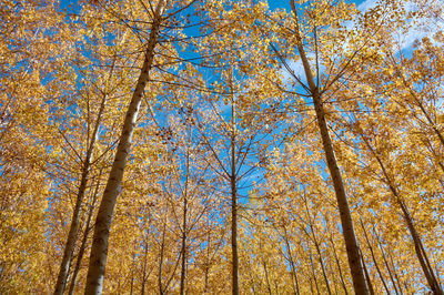 Low angle view of trees in forest during autumn