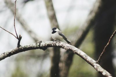 Low angle view of bird perching on tree