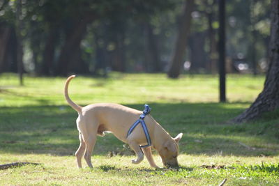 Dog on grass