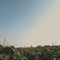 Plants growing on field against clear sky