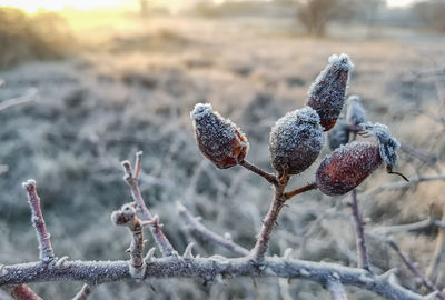 Close-up of frozen plant