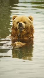 View of bear in water