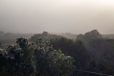 Plants growing on land against sky