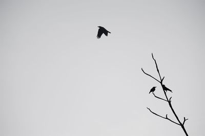 Low angle view of eagle flying against clear sky