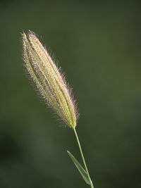 Close-up of stalks against blurred background