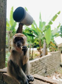 Close-up of monkey looking away