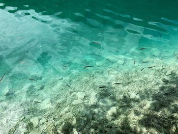 High angle view of fish underwater