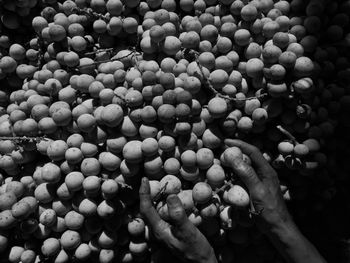 Close-up of hand holding fruits