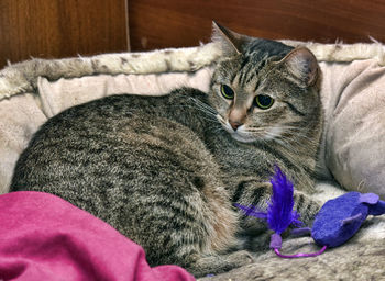 Portrait of a cat lying on bed