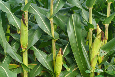 Close-up of corns growing on plants