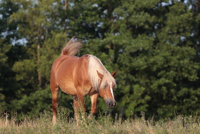 Horse standing on field