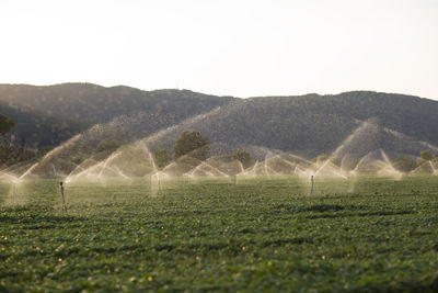 Scenic view of agricultural field against clear sky