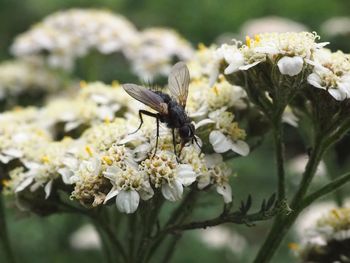 Close-up of insect on white flower