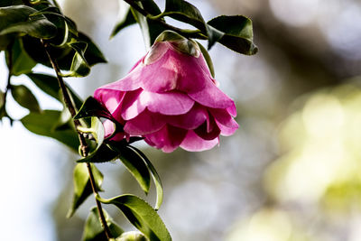 Close-up of pink flowering plant