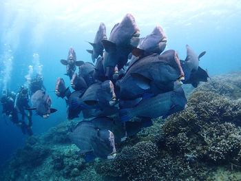 Fish swimming in sea