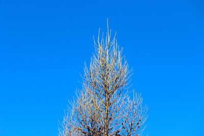 Low angle view of flowering plant against blue sky