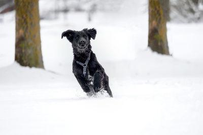 Portrait of dog on snow covered land