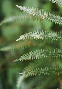 Close-up of succulent plant