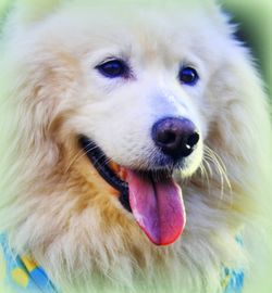 Close-up portrait of dog