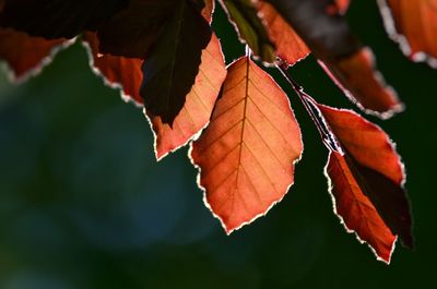 Close-up of maple leaves on tree