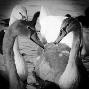 Close-up of swans swimming in lake