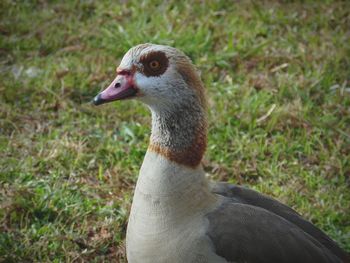 Close-up of bird on grass