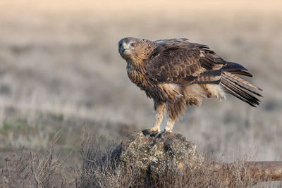 Close-up of a bird perching on a field