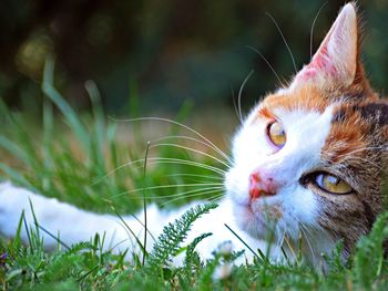 Close-up portrait of cat