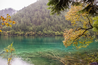 Scenic view of lake by trees in forest