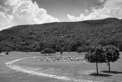 Trees on field against sky