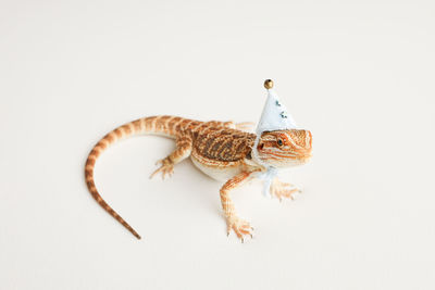 Close-up of lizard against white background