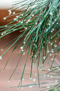 Close-up of leaves