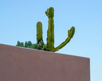 Low angle view of cactus plant against clear blue sky